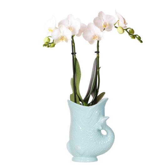 Witte Phalaenopsis orchidee - Amabilis + Fish pot turqoise - potmaat Ø9cm