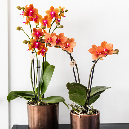 COMBI DEAL van 2 geurende oranje Phalaenopsis orchideeën