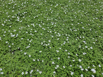 12x Isotoma fluviatilis 'Alba'- ↕10-25cm - Ø9cm