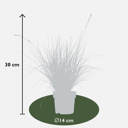 3 x Carex brunnea Variegata - Ø 14 cm - ↨ 25 cm