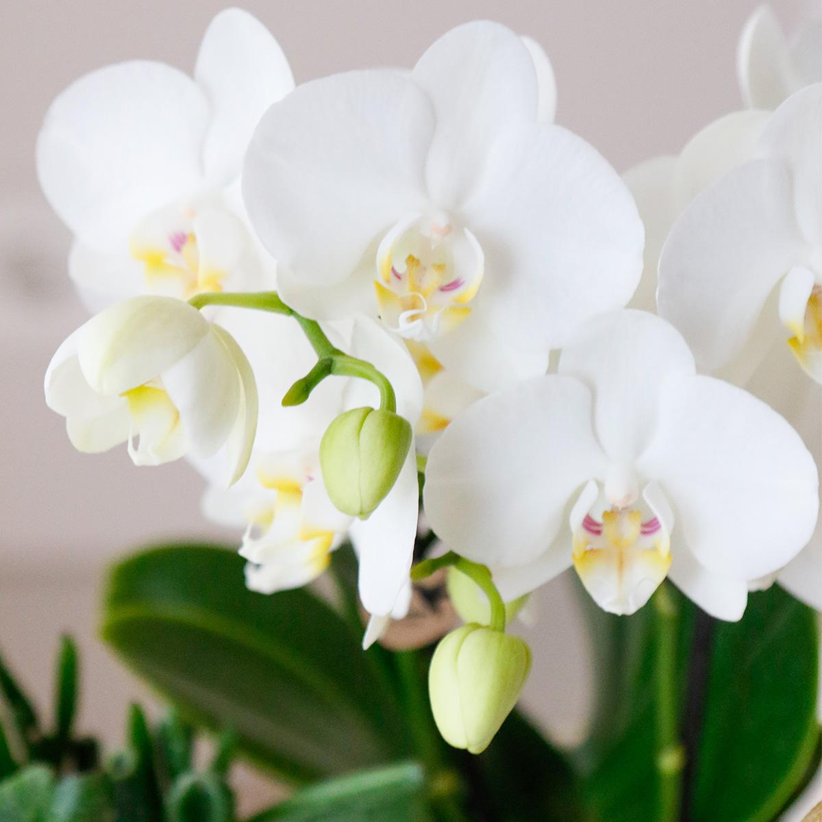 COMBI DEAL van 4 witte Phalaenopsis orchideeën - Amabilis - potmaat Ø9cm