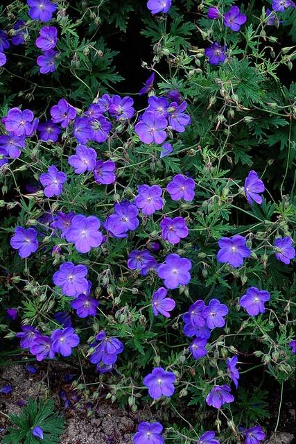 12x Geranium 'Johnson's Blue' - ↕10-25cm - Ø9cm