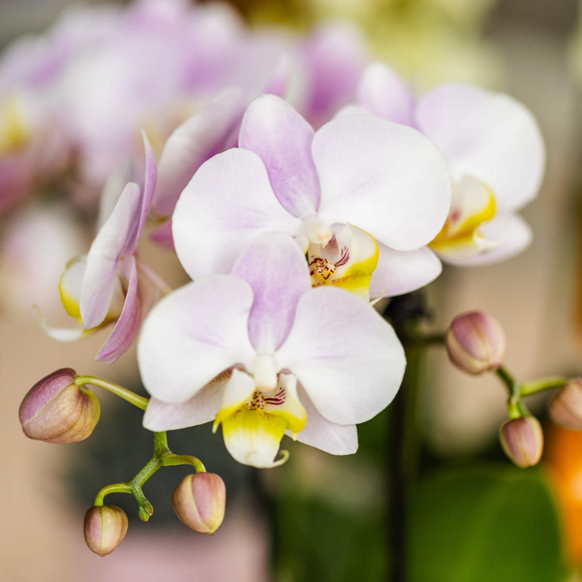 Roze phalaenopsis orchidee Portugal + Mosa sierpot roze - potmaat Ø9cm