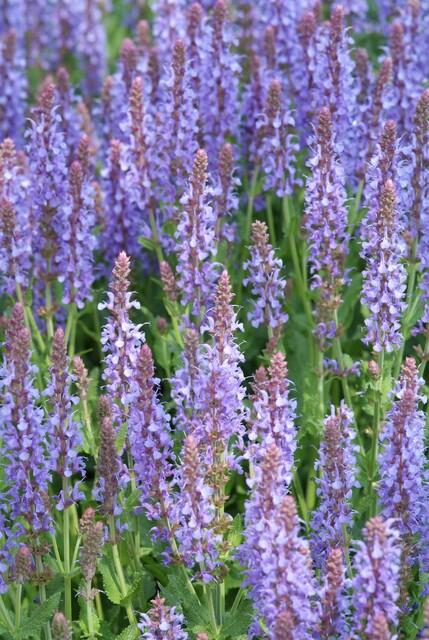 12x Salvia nem. 'Caradonna' - ↕10-25cm - Ø9cm