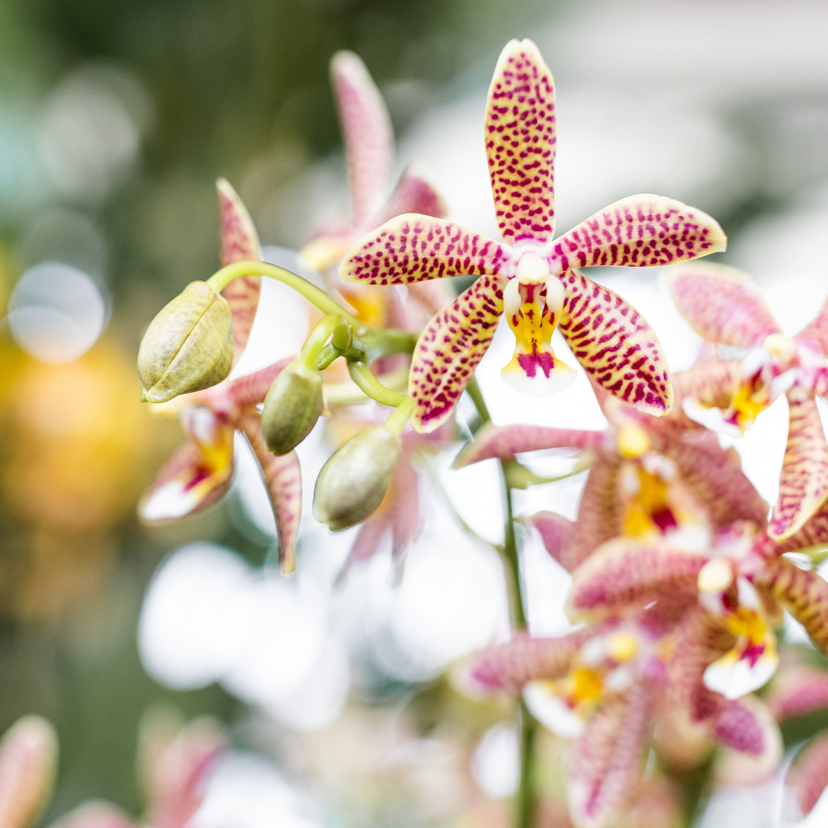 Oranje Phalaenopsis orchidee - Spider- potmaat Ø9cm