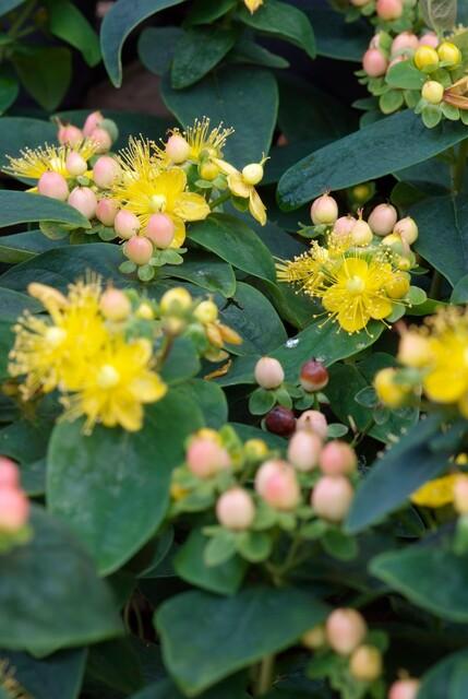 12x Hypericum inodorum 'Annebel' - ↕10-25cm - Ø9cm