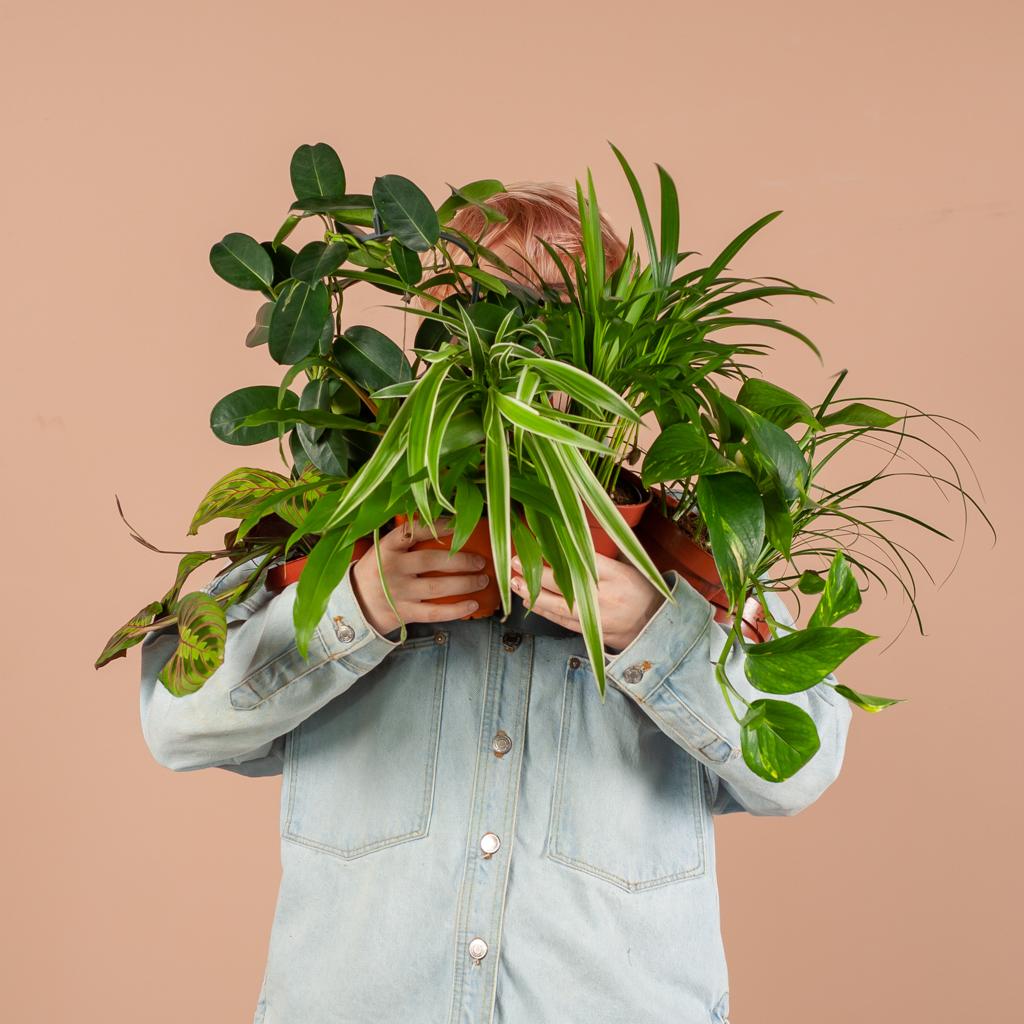 Groene Kneusjesbox (12 stuks) - incl. 12 x pot Viber wit