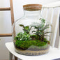 DIY terrarium -  Fat Joe - ↕ 30 cm - Normal