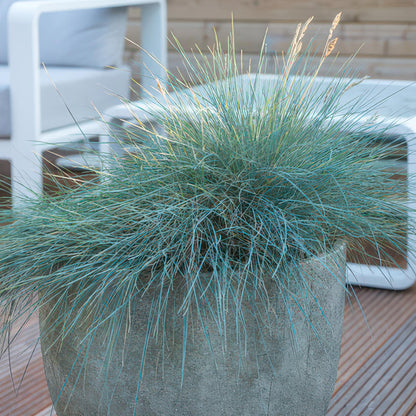 12x Festuca glauca 'Elijah Bleu' - ↕10-25cm - Ø9cm