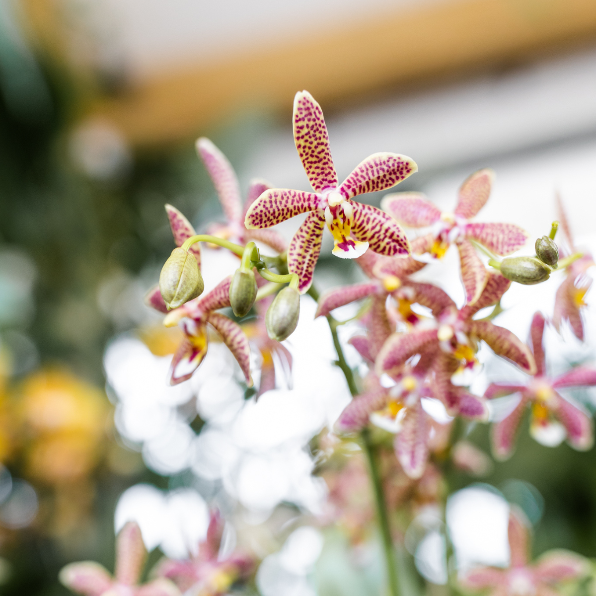 Oranje Phalaenopsis orchidee - Spider- potmaat Ø9cm