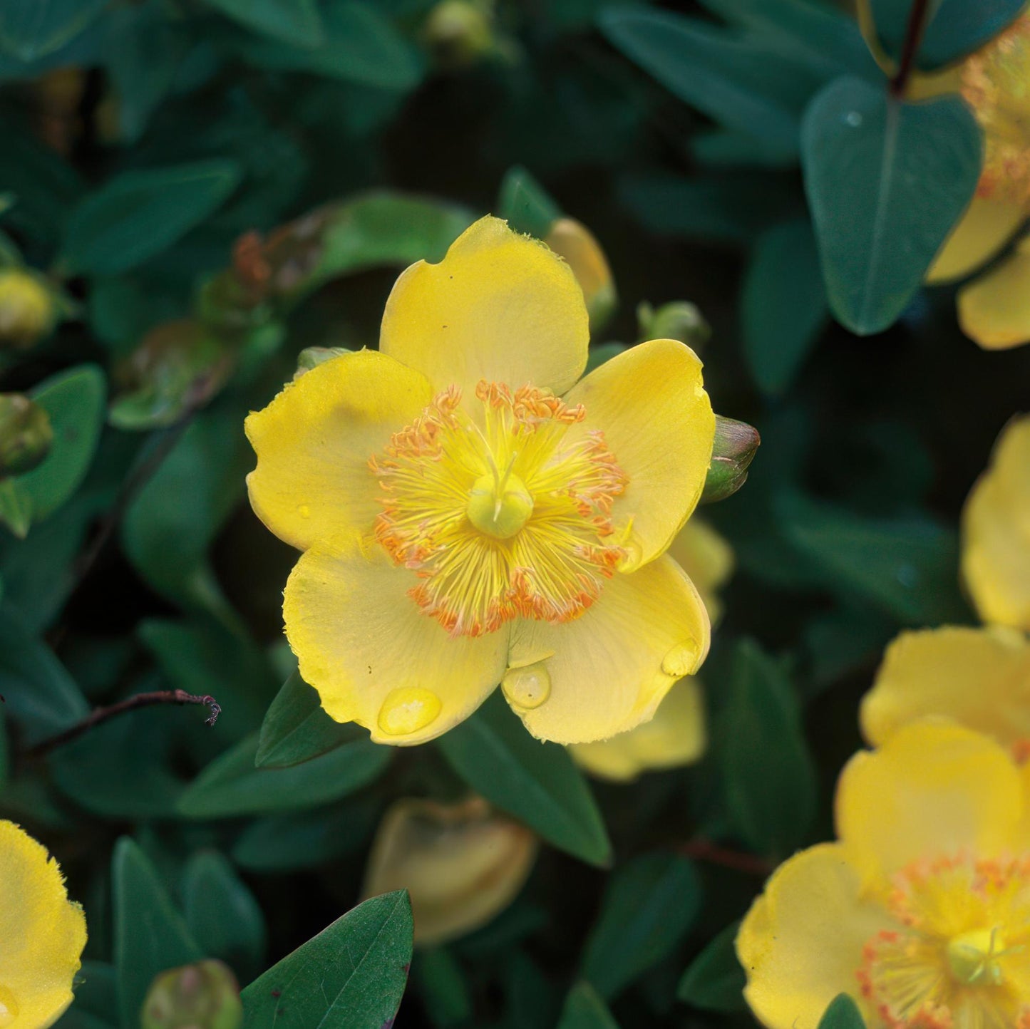 12x Hypericum calycinum - ↕10-25cm - Ø9cm