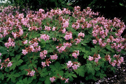 12x Geranium macr. 'Ingwersen's Var.' - ↕10-25cm - Ø9cm