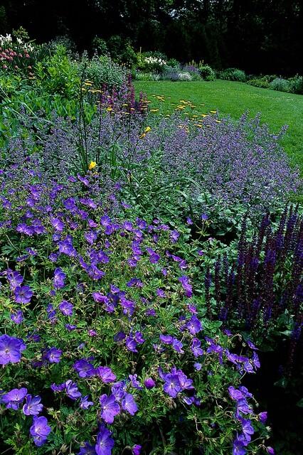 12x Geranium 'Johnson's Blue' - ↕10-25cm - Ø9cm