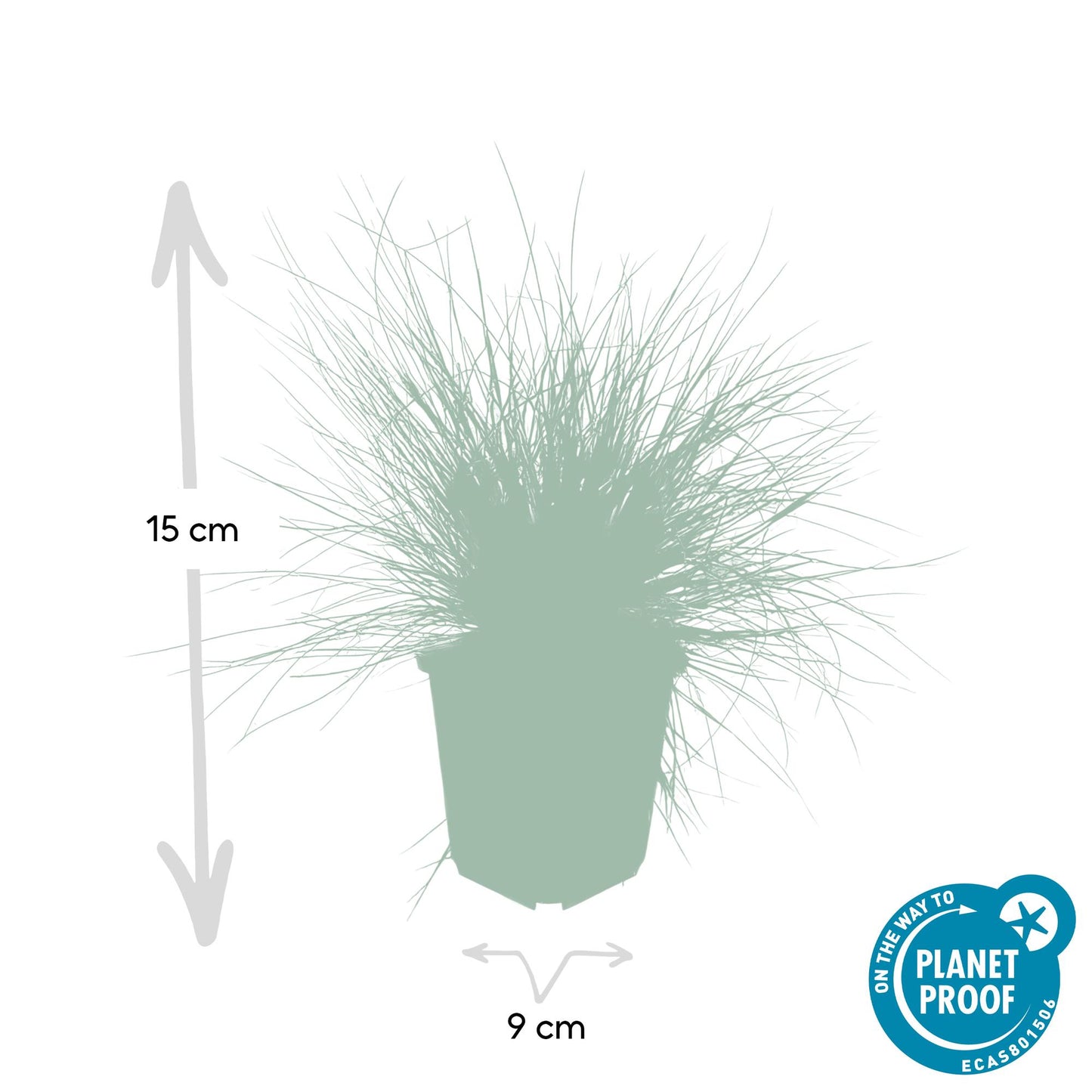 12x Festuca glauca 'Elijah Bleu' - ↕10-25cm - Ø9cm