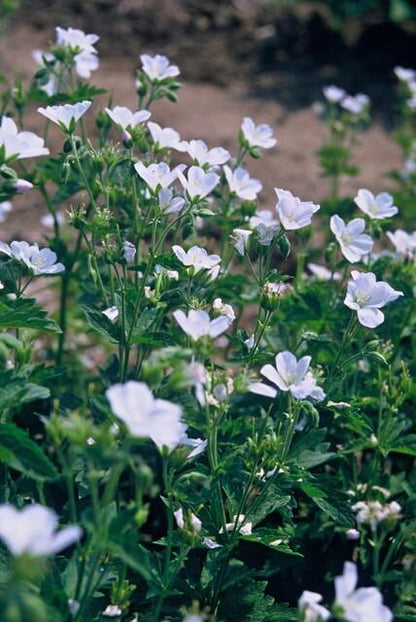 12x Geranium sang. 'Album' - ↕10-25cm - Ø9cm