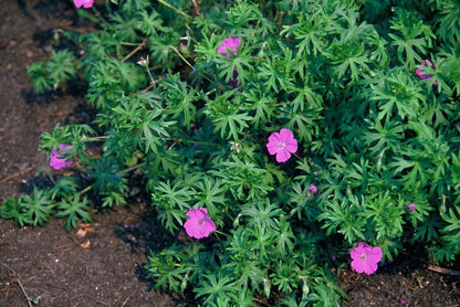 12x Geranium 'Tiny Monster' - ↕10-25cm - Ø9cm