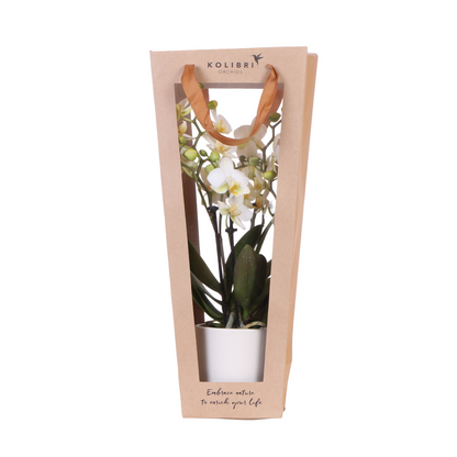 Cadeau tasje voor Orchidee met Sierpot 9cm