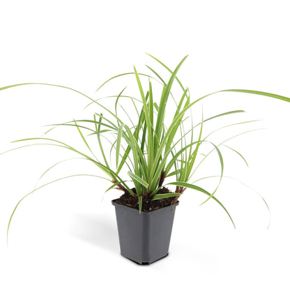 12x Carex morrowii 'Ice Dance' - ↕10-25cm - Ø9cm