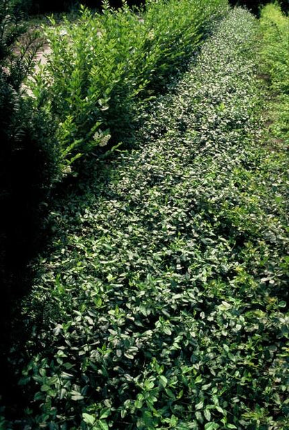 12x Euonymus fort. 'Dart's Blanket' - ↕10-25cm - Ø9cm