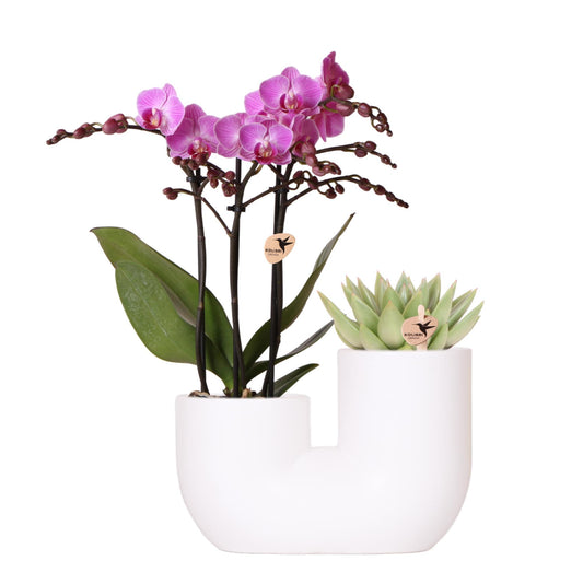 Set van roze orchidee Vienna en succulent in Tube sierpot wit