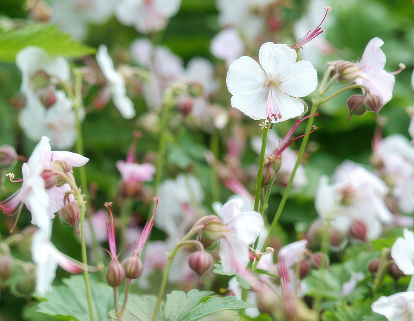 12x Geranium cant. 'Biokovo' - ↕10-25cm - Ø9cm