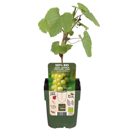 Vitis vinifera 'Johanniter' - Witte Druif - Ø13cm - ↕45cm