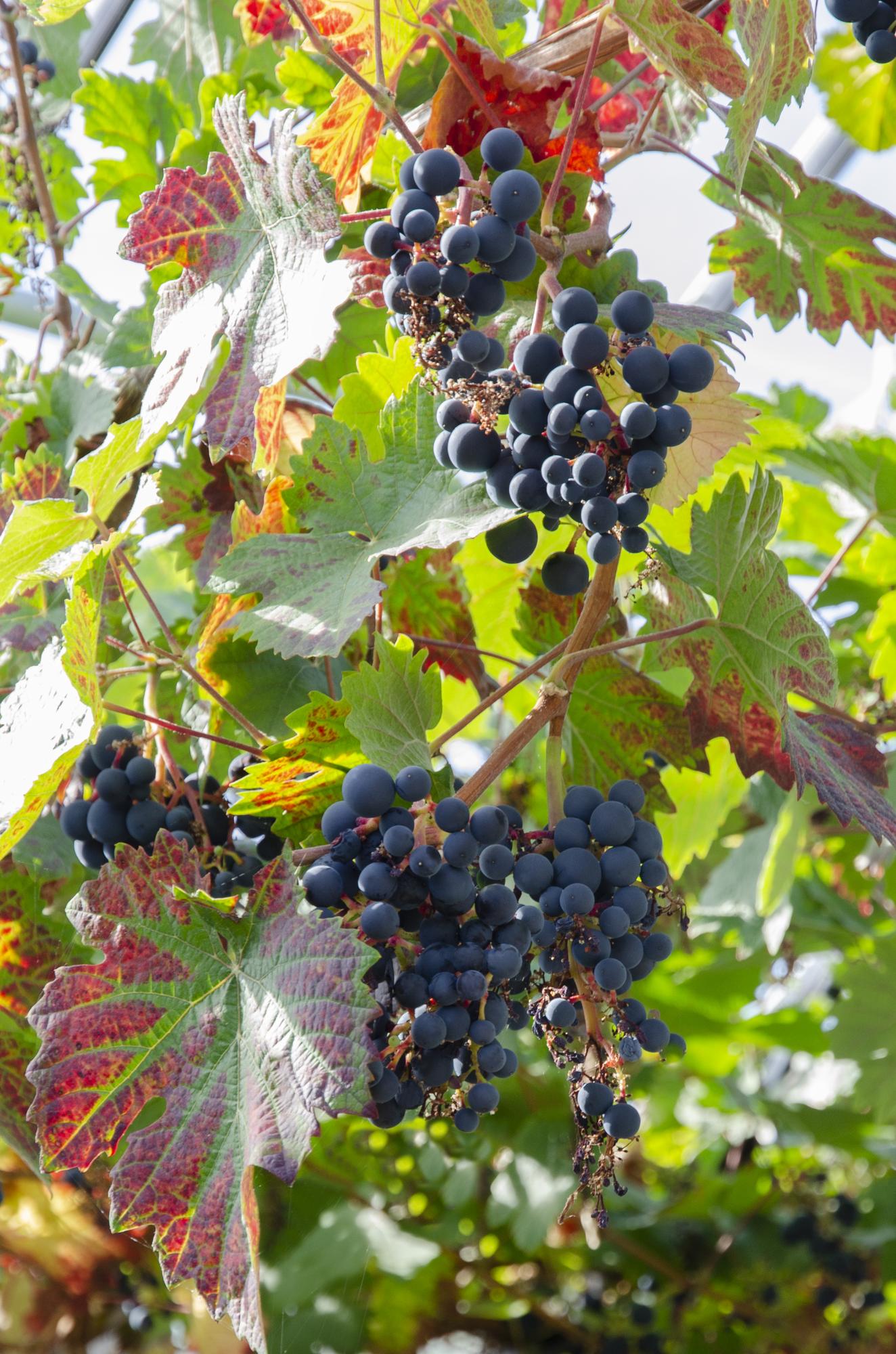 Vitis vinifera 'Boskoop Glory' - Blauwe druif - Ø13cm - ↕45cm