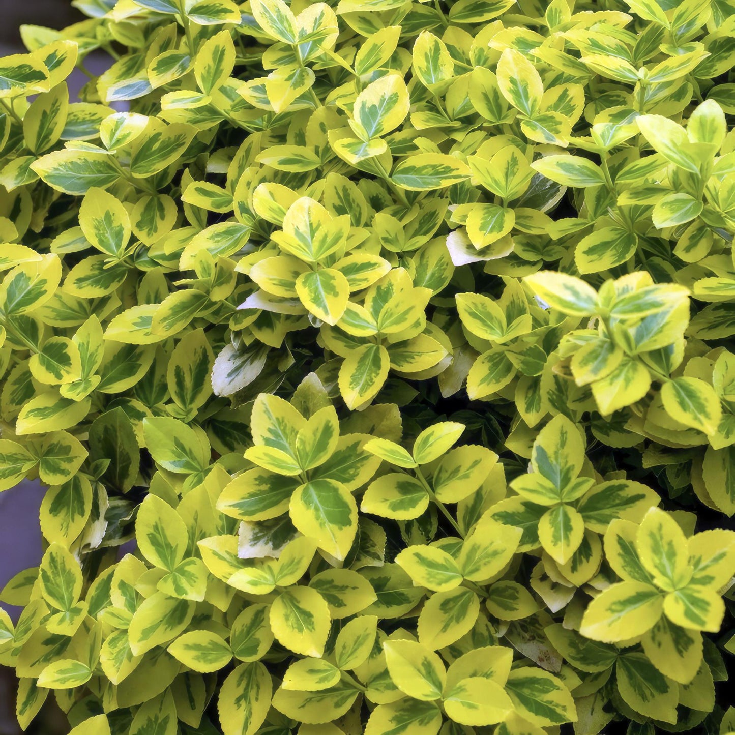 12x Euonymus fort. 'Emerald 'n Gold’ - ↕10-25cm - Ø9cm