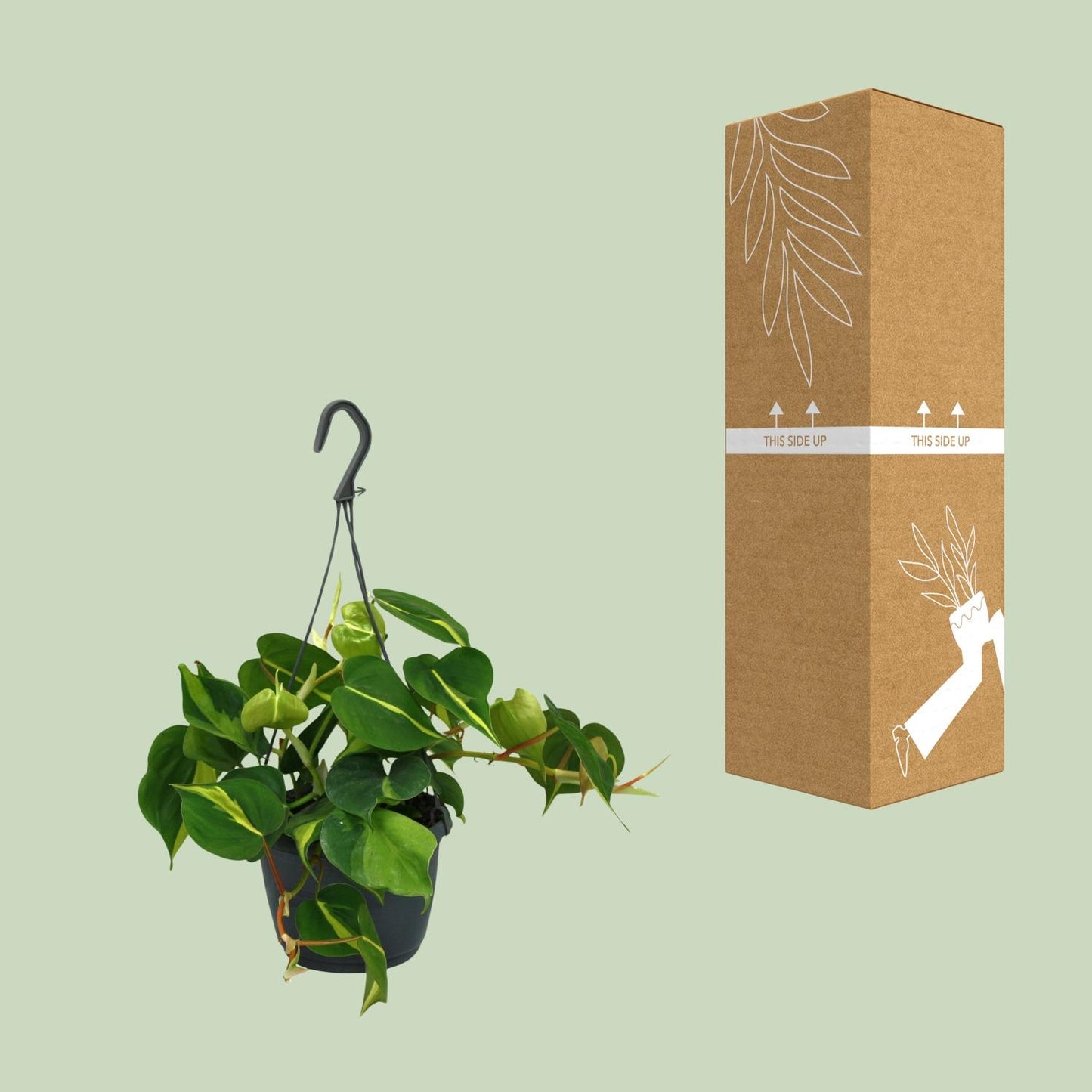 Philodendron Scandens Brasil - Ø15cm - ↕35cm