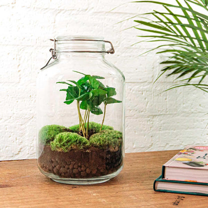 DIY terrarium - Jar - Coffea Arabica - ↕ 28 cm - Normal Jar