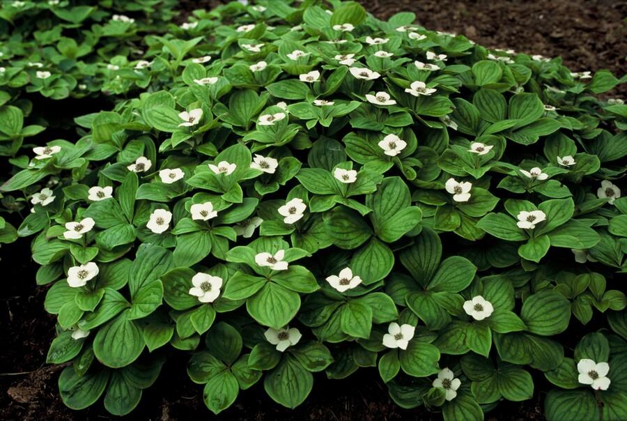 12x Cornus canadensis - ↕10-25cm - Ø9cm