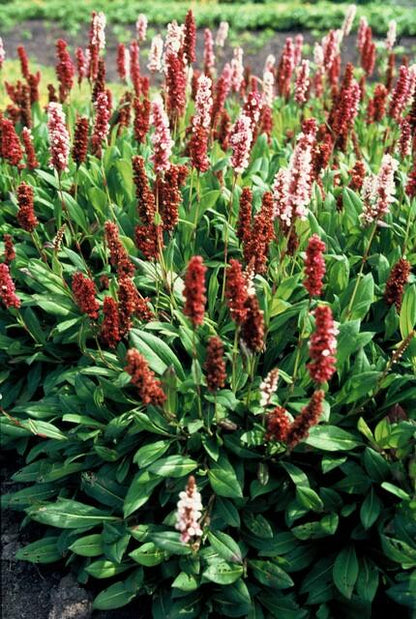 12x Persicaria aff. 'Darjeeling Red' - ↕10-25cm - Ø9cm