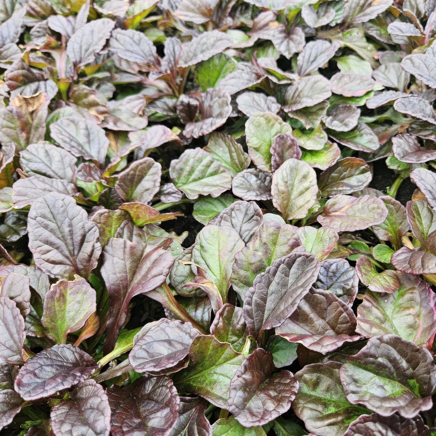 12x Ajuga reptans - ↕10-25cm - Ø9cm