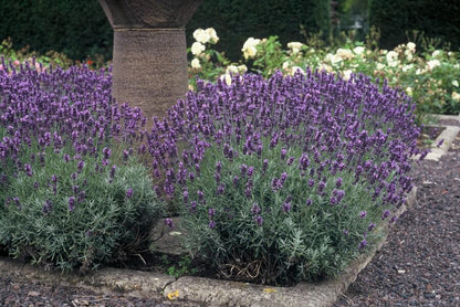 12x Lavandula ang. 'Dwarf Blue' - ↕10-25cm - Ø9cm