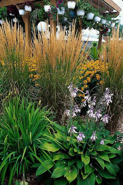 12x Calamagrostis acut. 'Karl Foerster'  - ↕10-25cm - Ø9cm