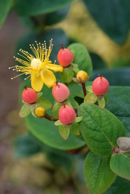 12x Hypericum inodorum 'Annebel' - ↕10-25cm - Ø9cm