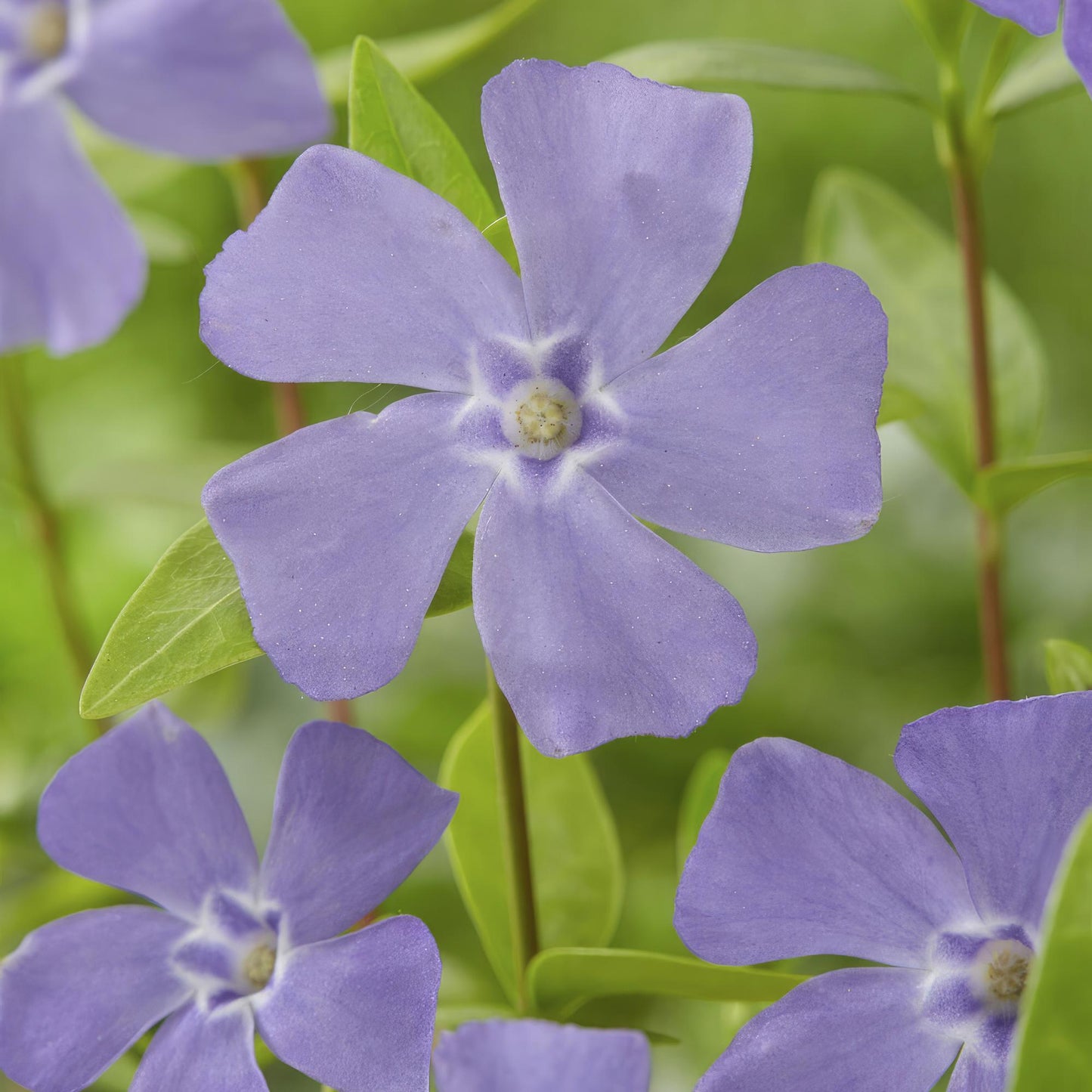 12x Vinca minor - ↕10-25cm - Ø9cm