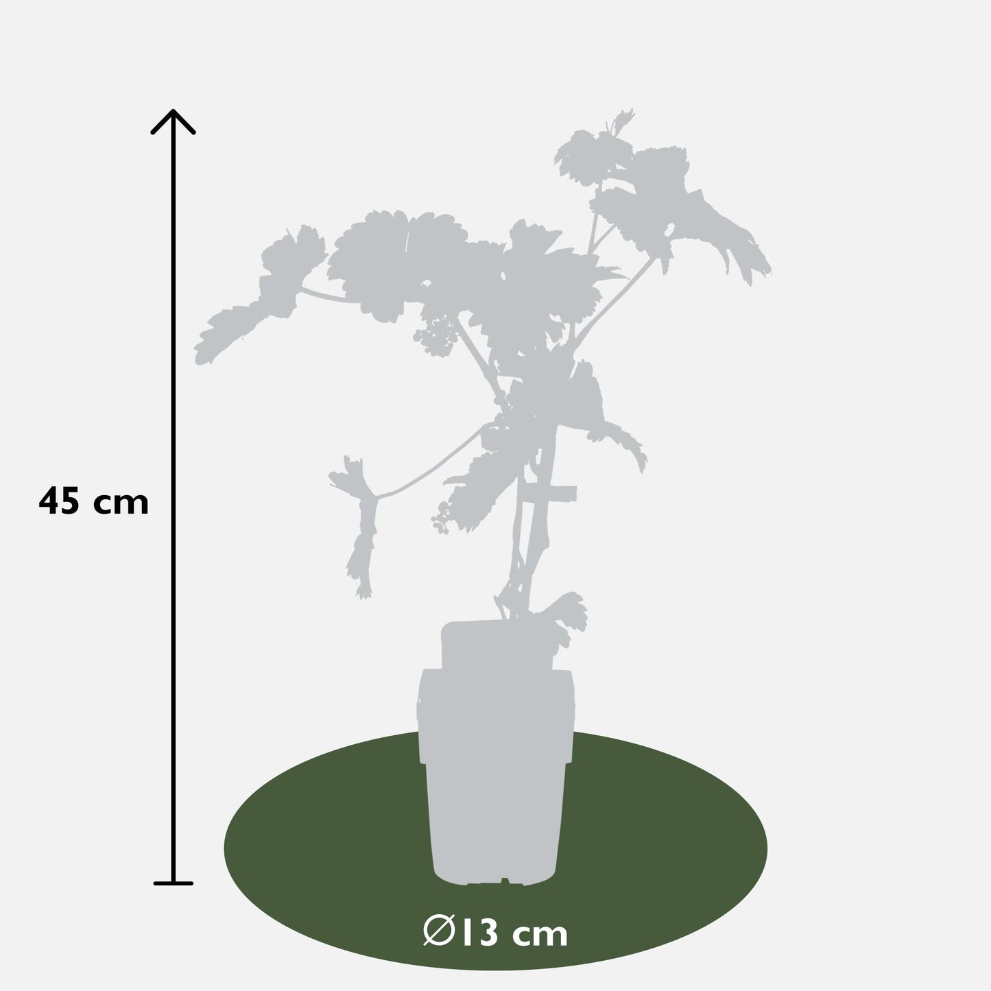 Vitis vinifera 'Johanniter' - Witte Druif - Ø13cm - ↕45cm