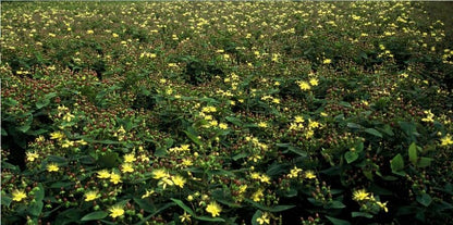 12x Hypericum inodorum - ↕10-25cm - Ø9cm