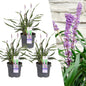 3 x Liriope muscari 'Ingwersen' - Ø 14 cm - ↨ 25 cm