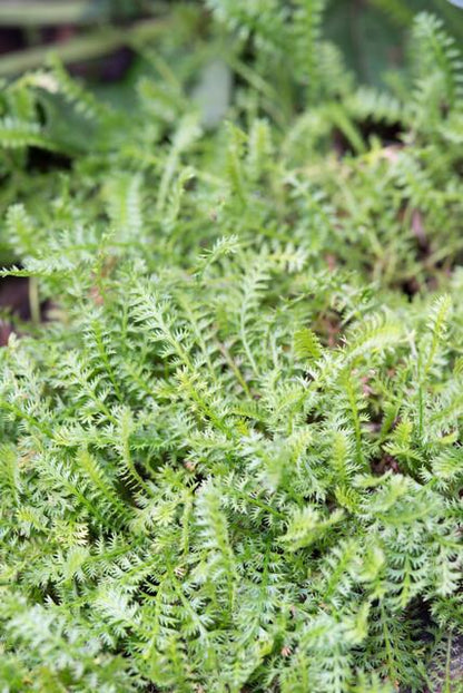 12x Leptinella squalida - ↕10-25cm - Ø9cm