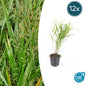 12x Hakonechloa macra - ↕10-25cm - Ø9cm