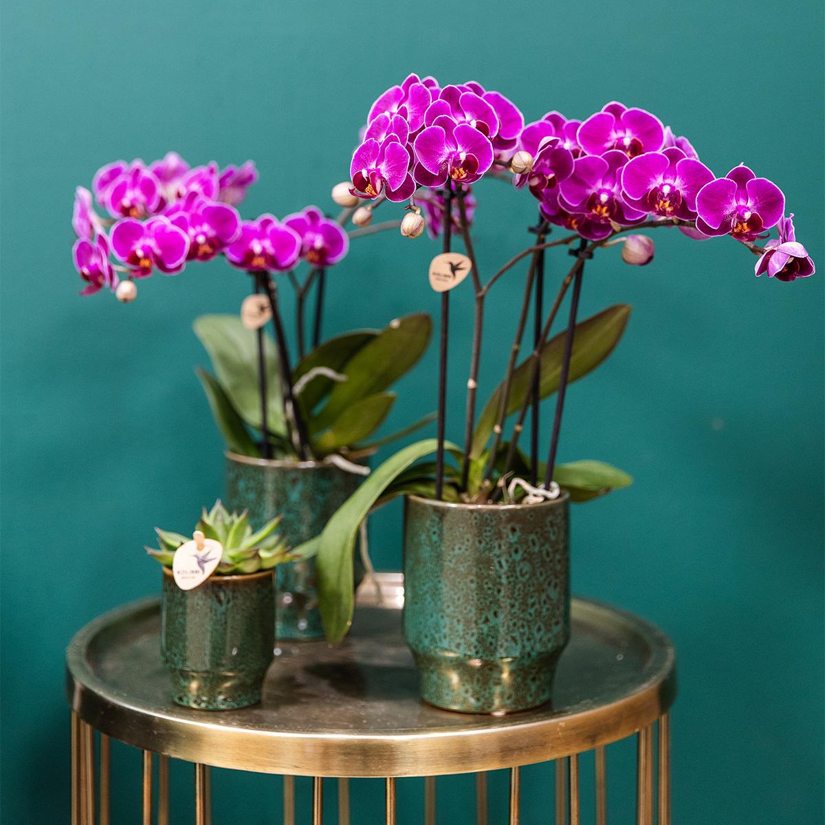 COMBI DEAL van 4 paarse phalaenopsis orchideeën - Morelia