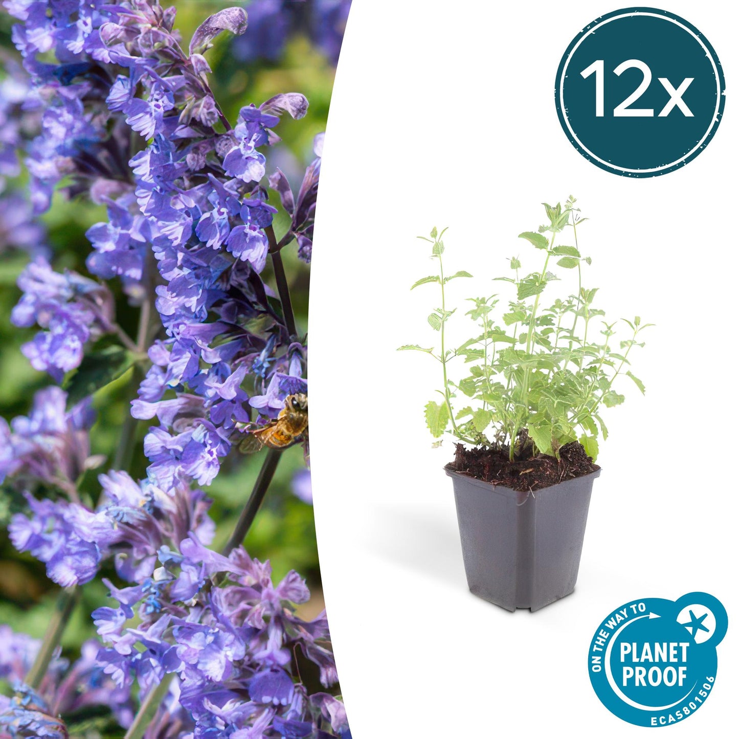 12x Nepeta 'Six Hills Giant' - ↕10-25cm - Ø9cm