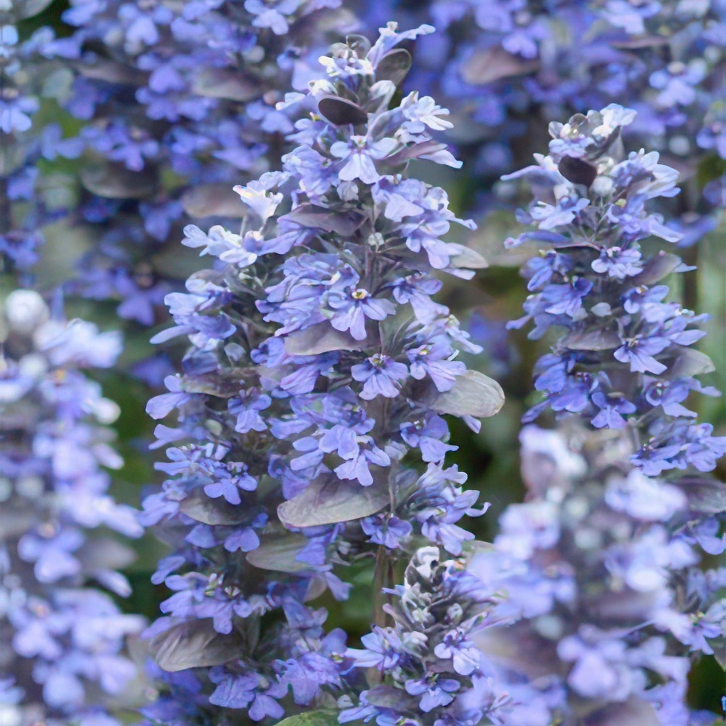 12x Ajuga reptans 'Burgundy Glow' - ↕10-25cm - Ø9cm