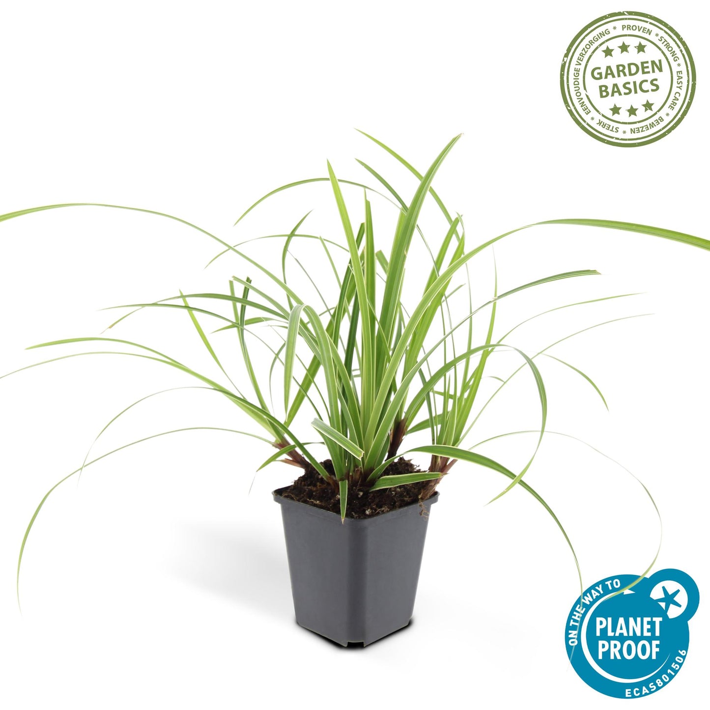 12x Carex morrowii 'Ice Dance' - ↕10-25cm - Ø9cm