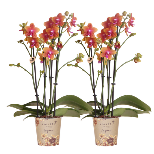 COMBI DEAL van 2 geurende oranje Phalaenopsis orchideeën