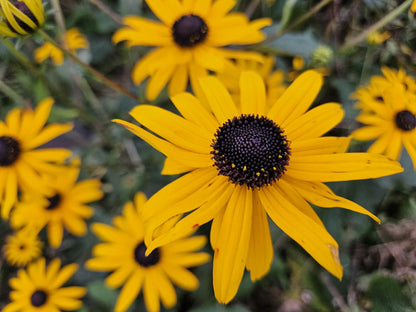 12x Rudbeckia fulgida 'Goldsturm' - ↕10-25cm - Ø9cm