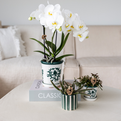 Set van witte orchidee Amabilis in Malaga pot en succulent in Painted Stripe pot groen