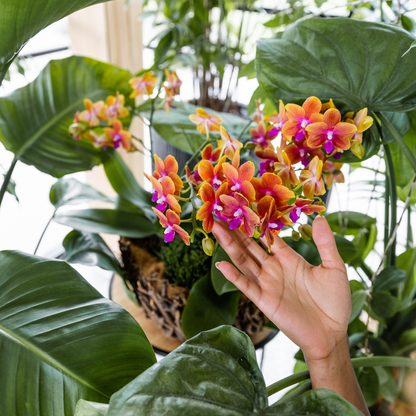 COMBI DEAL van 2 geurende oranje Phalaenopsis orchideeën